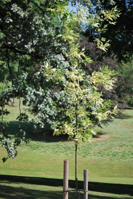 Fraxinus pensylvanica 'Acubifolia' - jasan pensylvánský - letní habitus (78) 2